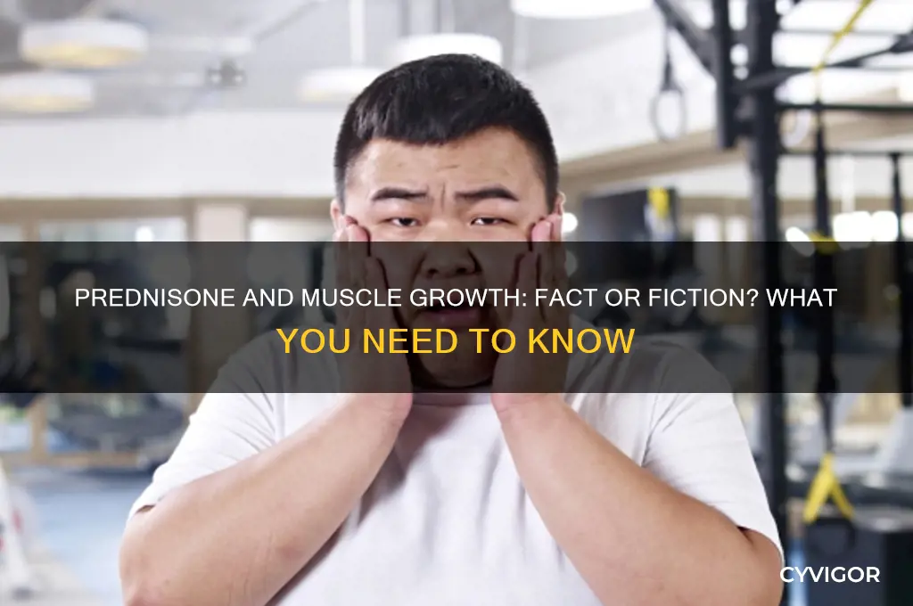 does prednisone grow muscle