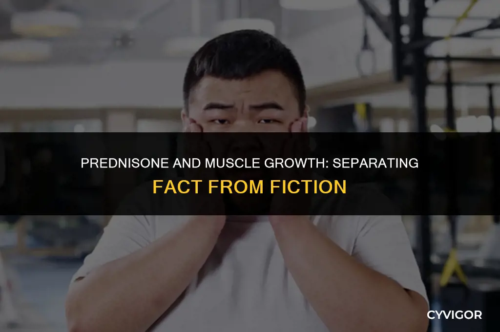 does prednisone help build muscle