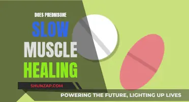 Prednisone's Impact: Slowing Muscle Healing Process?
