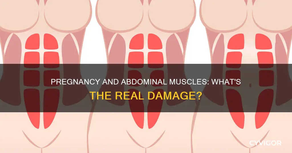 does pregnancy damage abdomonial muscles