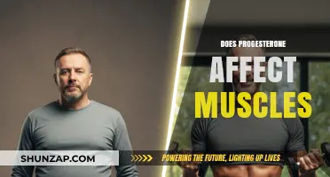 Exploring the Impact of Progesterone on Muscle Health and Function