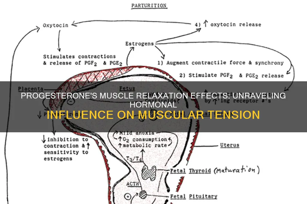 does progesterone relax muscles