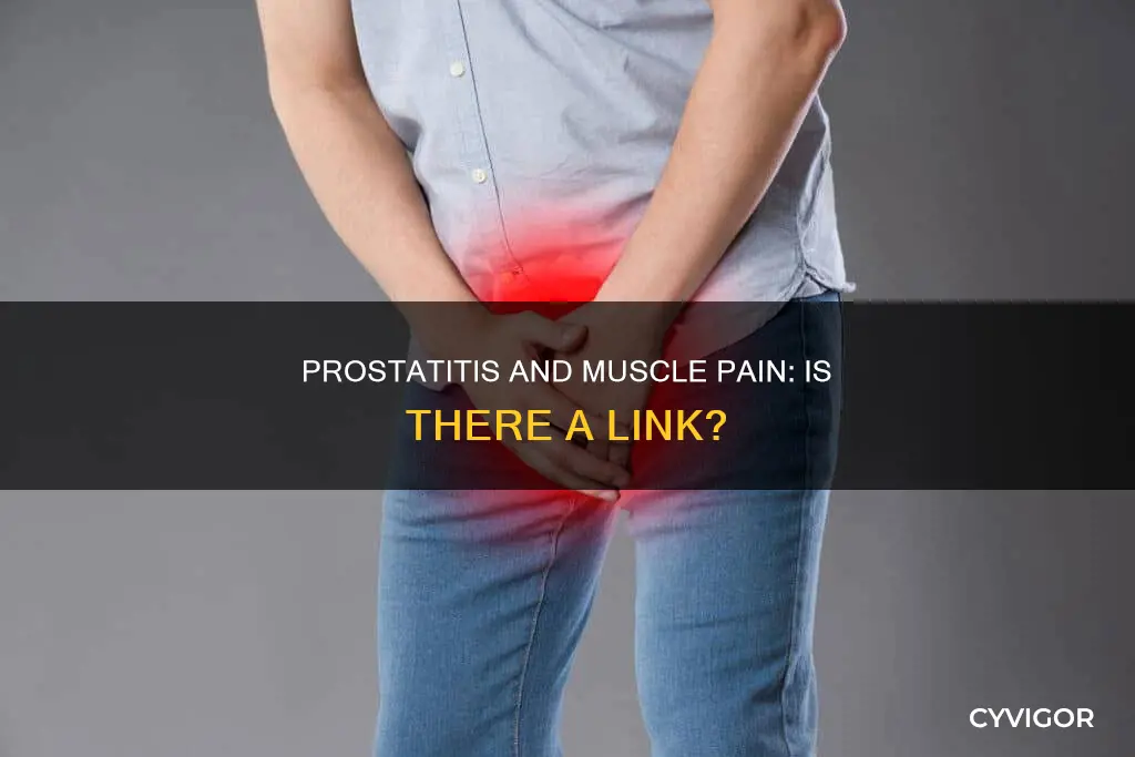 does prostatitis cause muscle pain