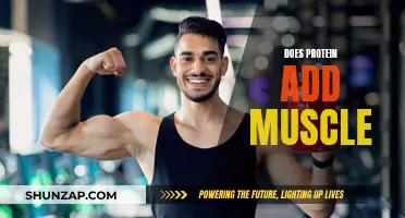 Protein's Power: Building Muscle Blocks