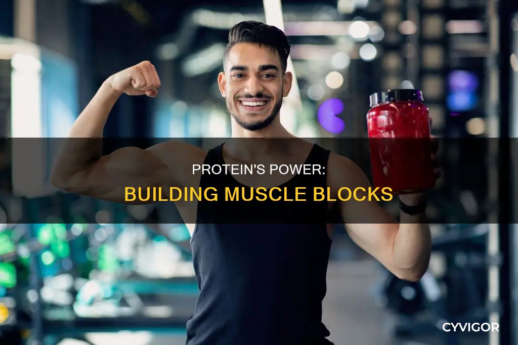does protein add muscle