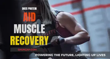 Protein's Role in Muscle Recovery: What You Need to Know