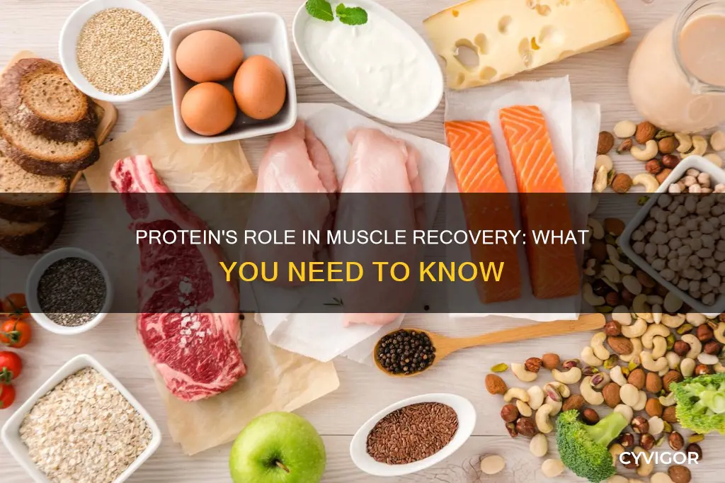 does protein aid muscle recovery