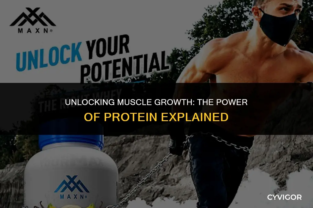does protein build muscle