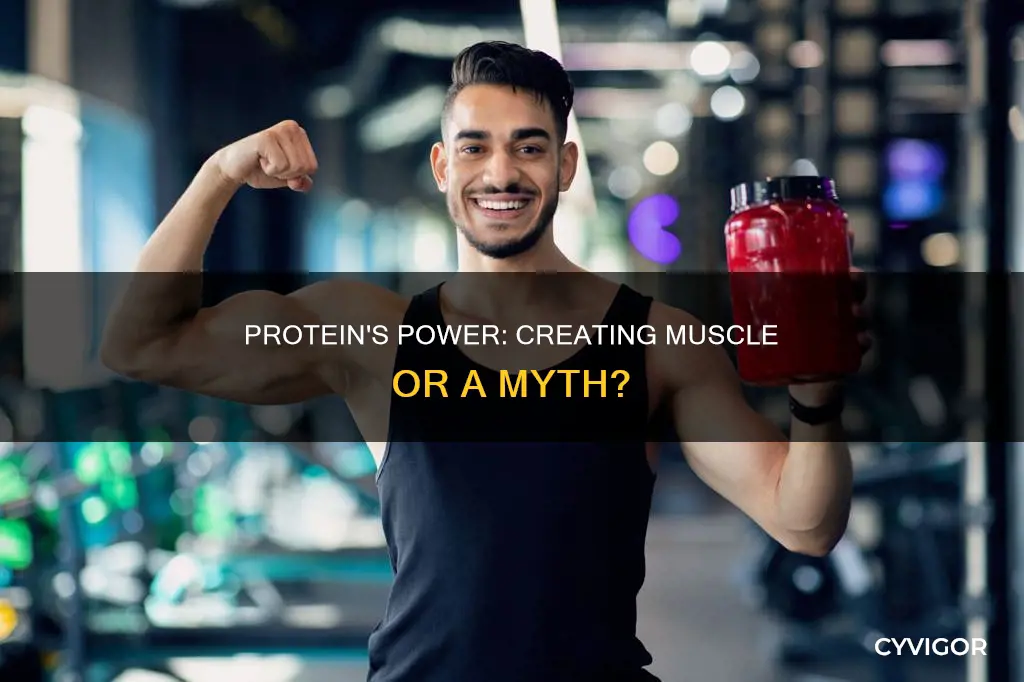 does protein create muscle