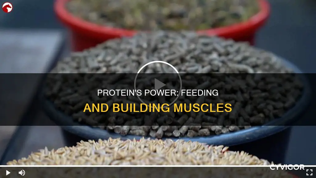 does protein feed muscles