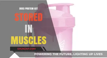Muscle Protein Storage: Facts and Myths for Fitness Enthusiasts