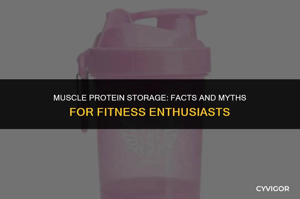 does protein get stored in muscles