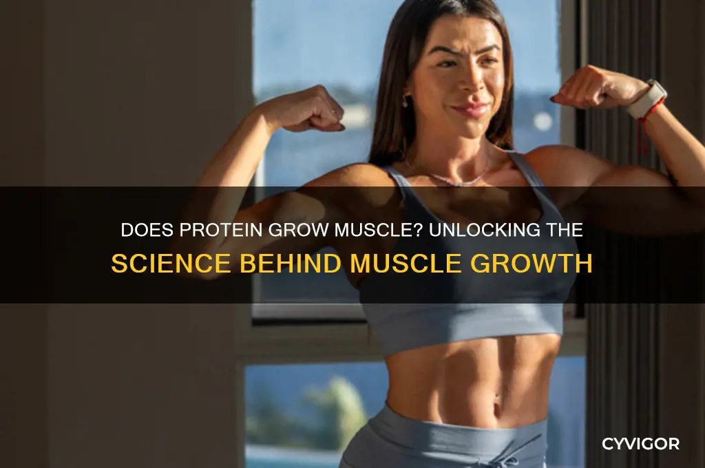 does protein grow muscle