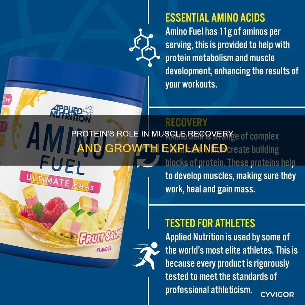 does protein heal muscles