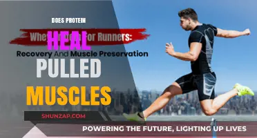 Can Protein Speed Up Pulled Muscle Recovery? Facts and Insights