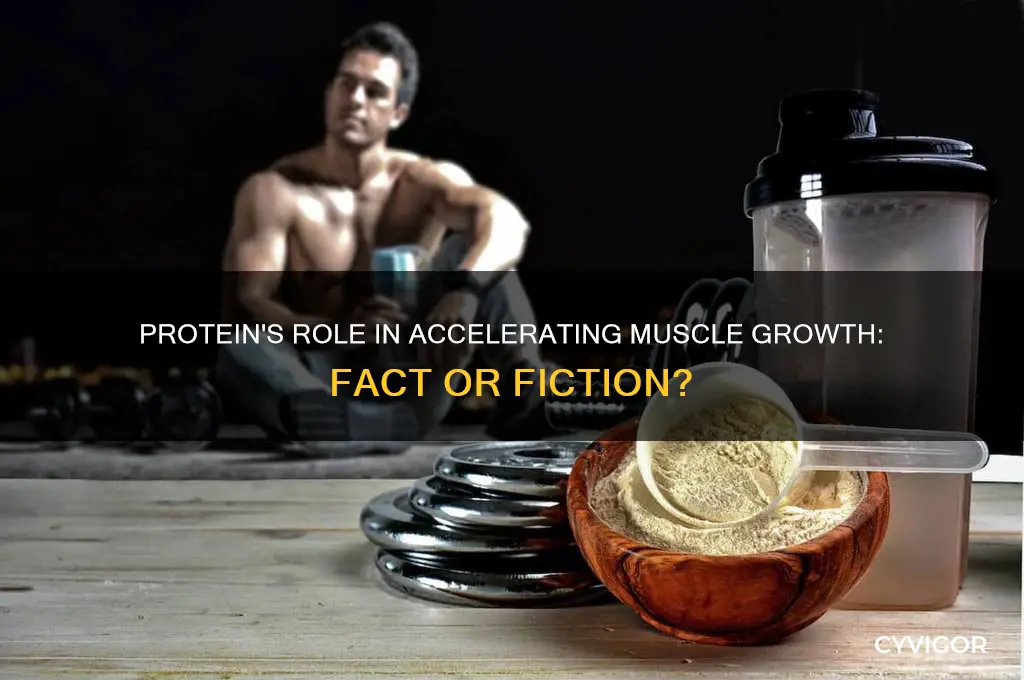 does protein help you gain muscle faster