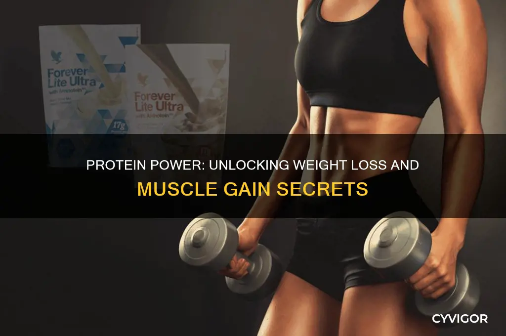 does protein help you lose weight and gain muscle