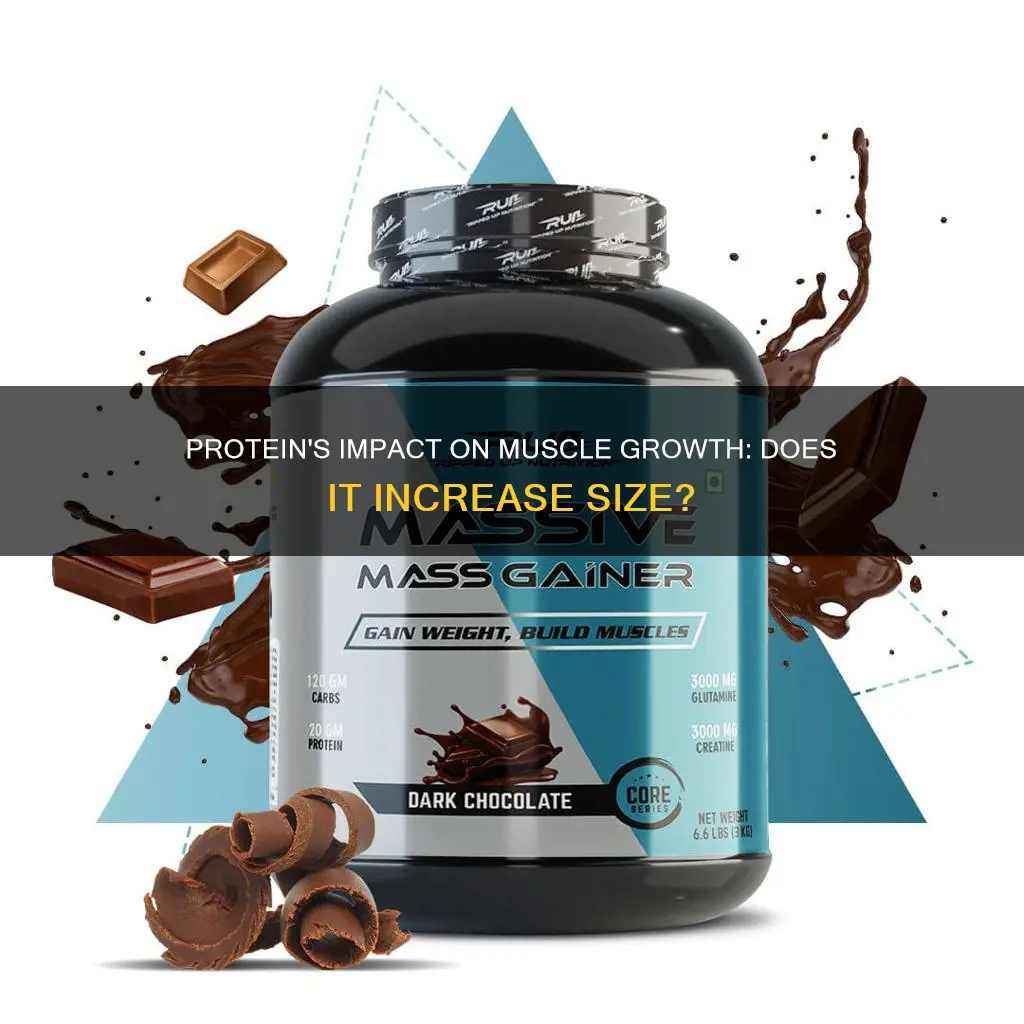 does protein increase muscle size