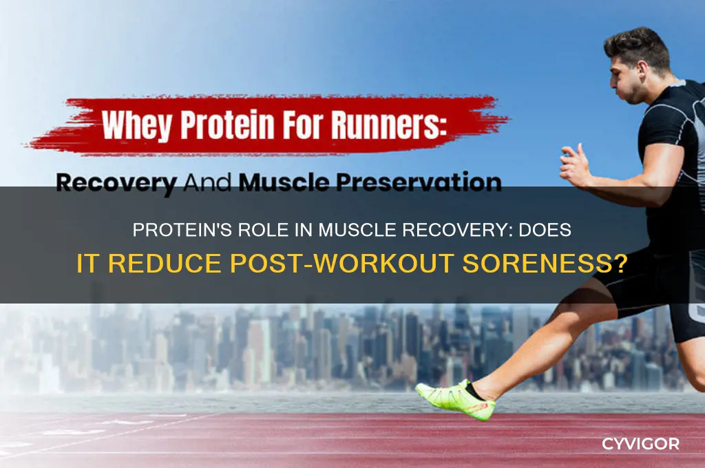 does protein make your muscles less sore