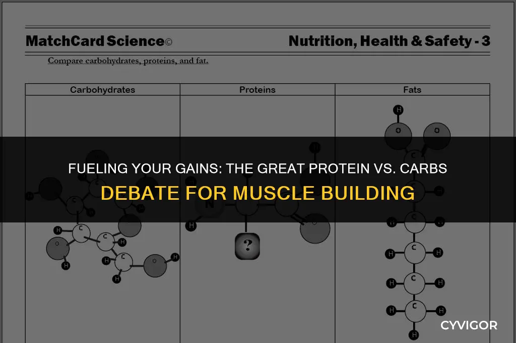 does protein or carbs build muscle