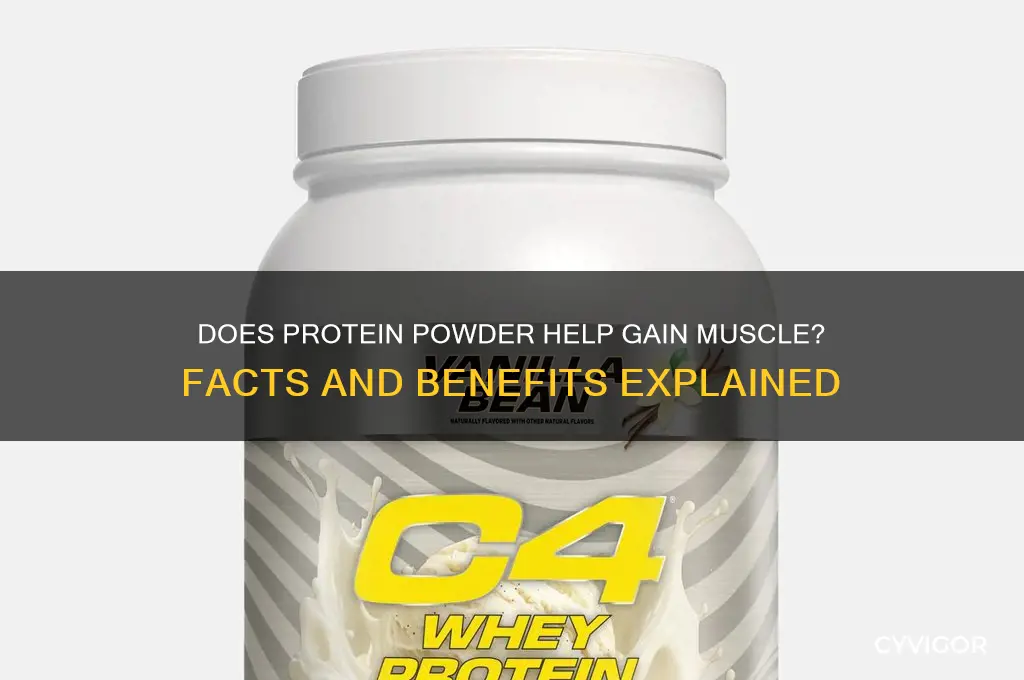 does protein powder help gain muscle