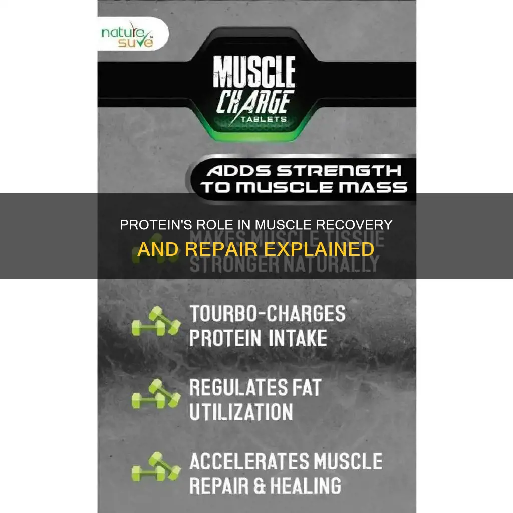 does protein repair muscles faster