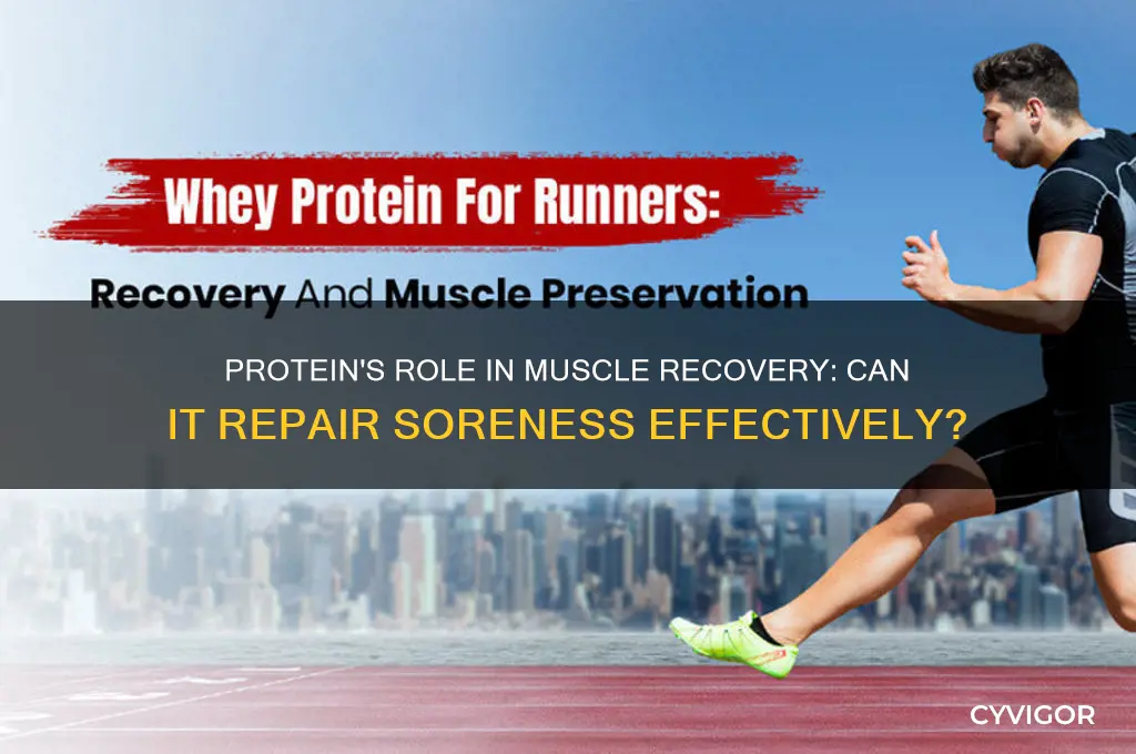 does protein repair sore muscles