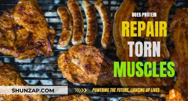 Protein's Role in Muscle Recovery and Repair