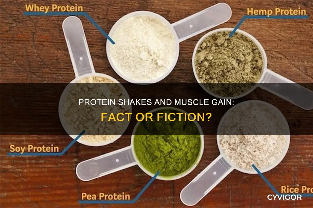 does protein shake help gain muscle