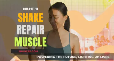 Protein Shakes: Muscle Repair and Growth Accelerators