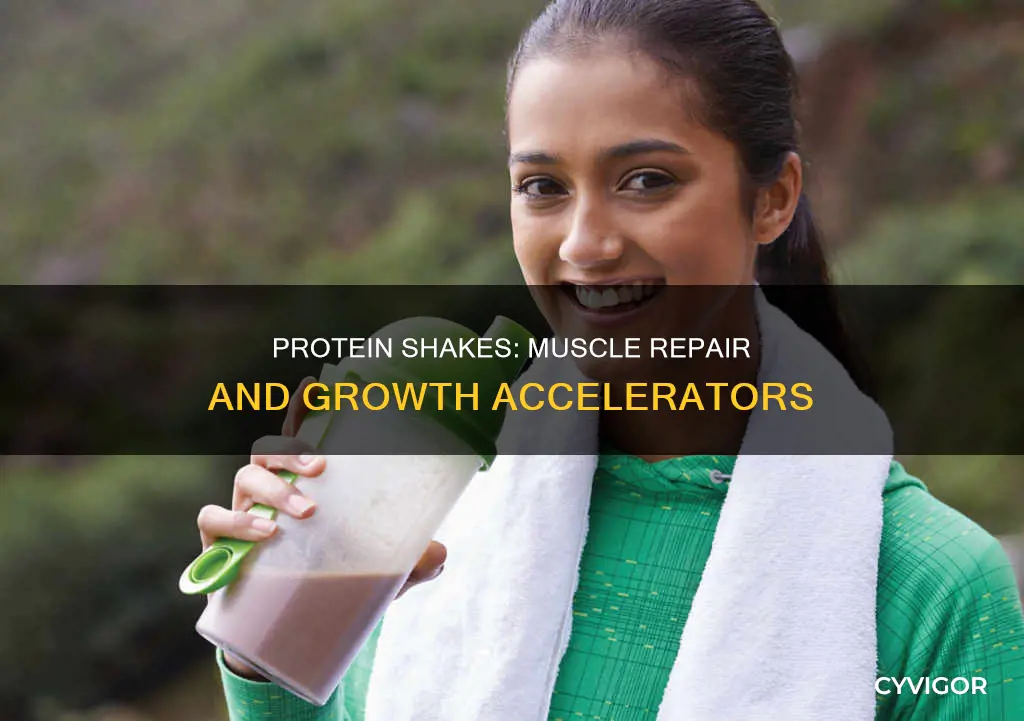 does protein shake repair muscle