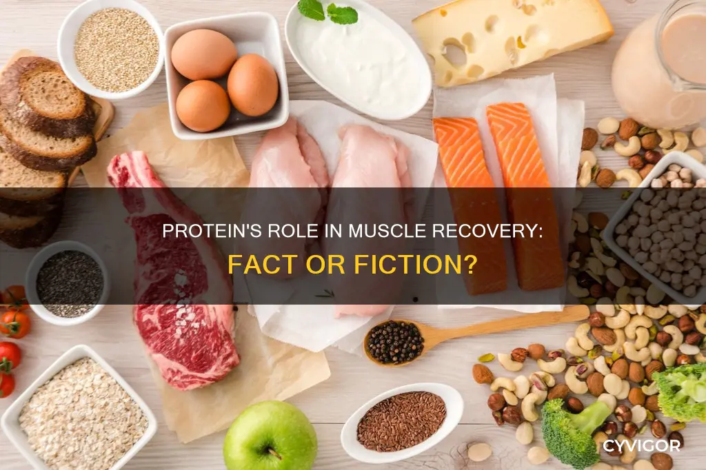 does protein stop muscles aching