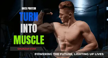Protein to Muscle: The Science of Transformation
