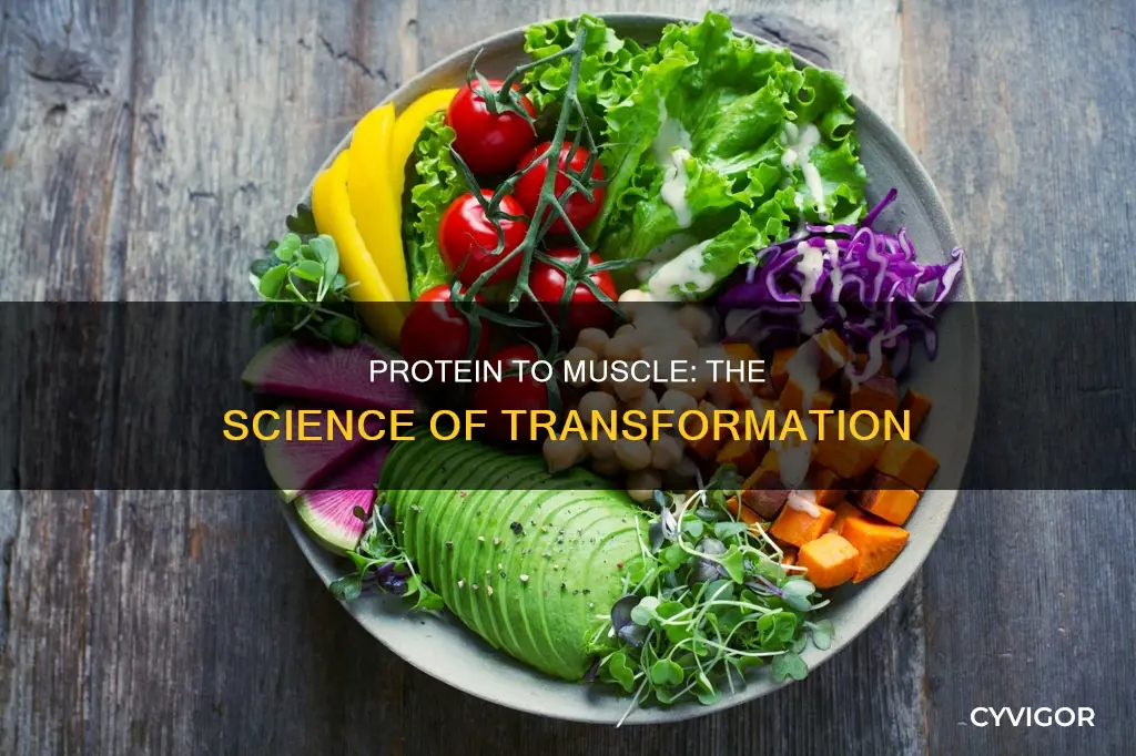 does protein turn into muscle