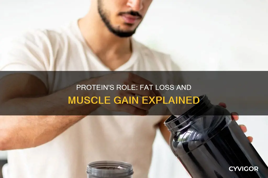 does protien make you lose fat and gain muscle