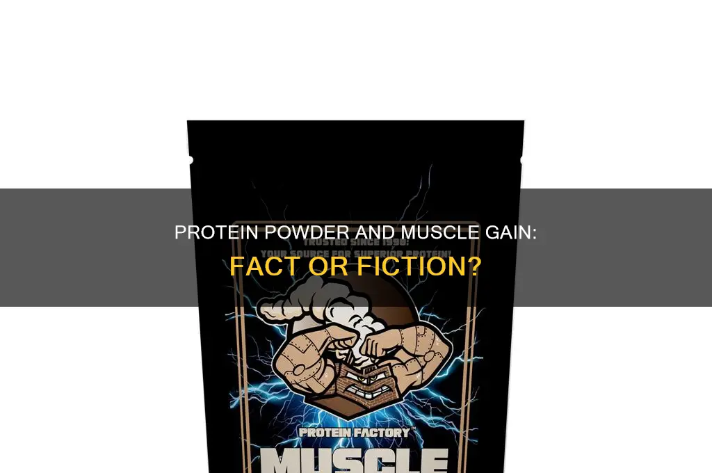 does protine powder help with muscle gain