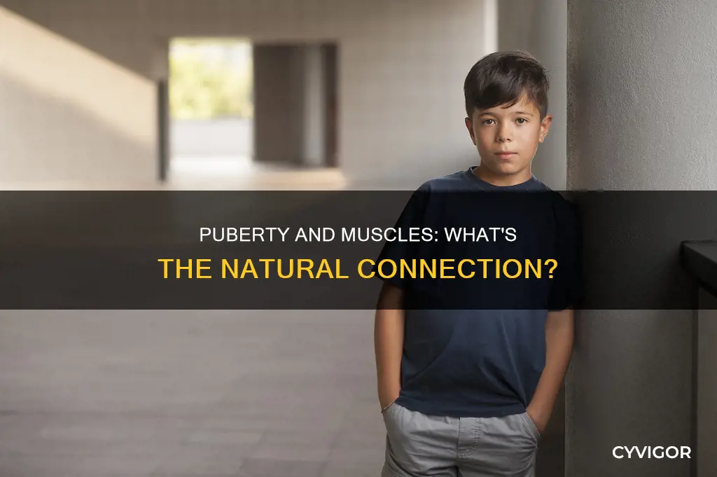 does puberty give you muscles