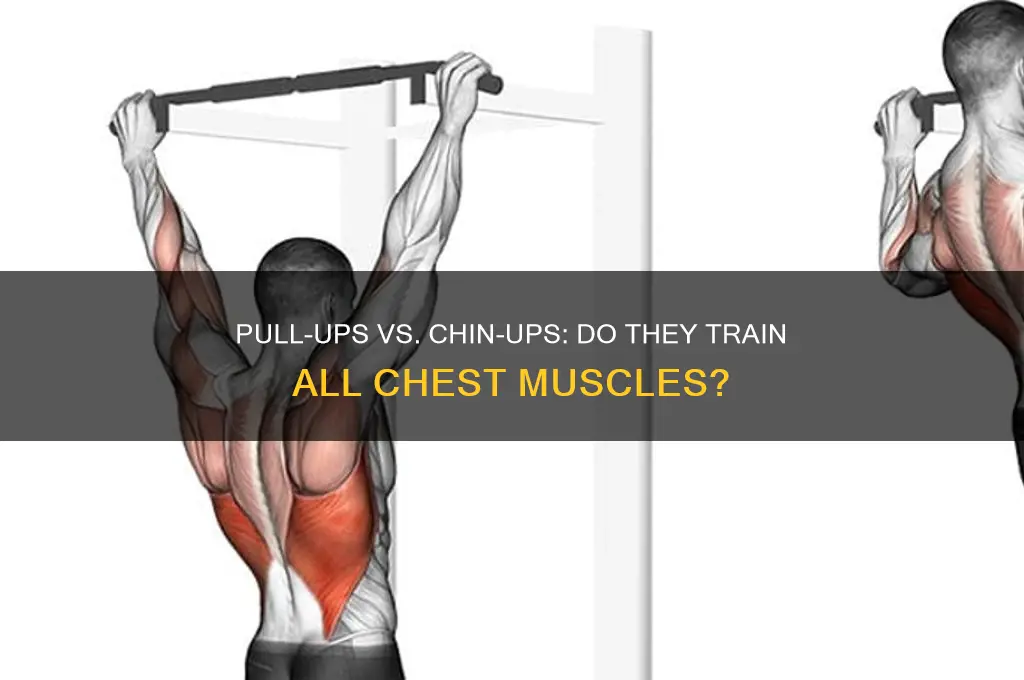 does pull up chin up train all chest muscle