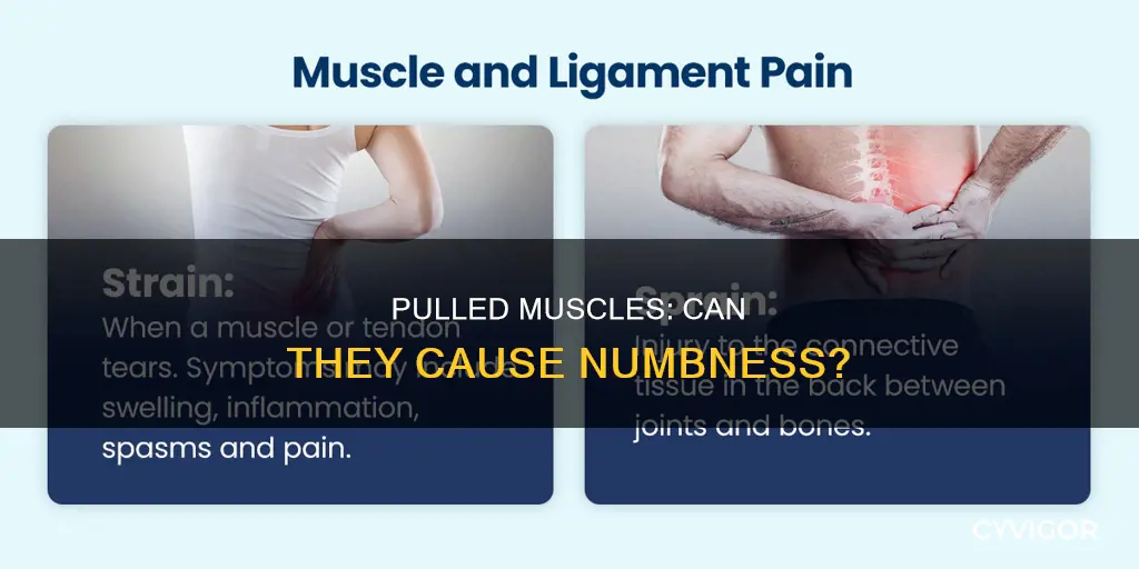 does pulled muscle cause numbness