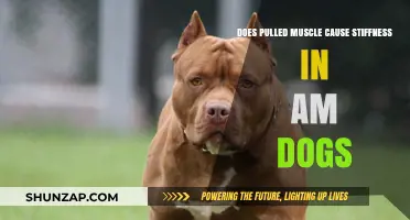 Pulled Muscles in Dogs: Morning Stiffness and Treatment