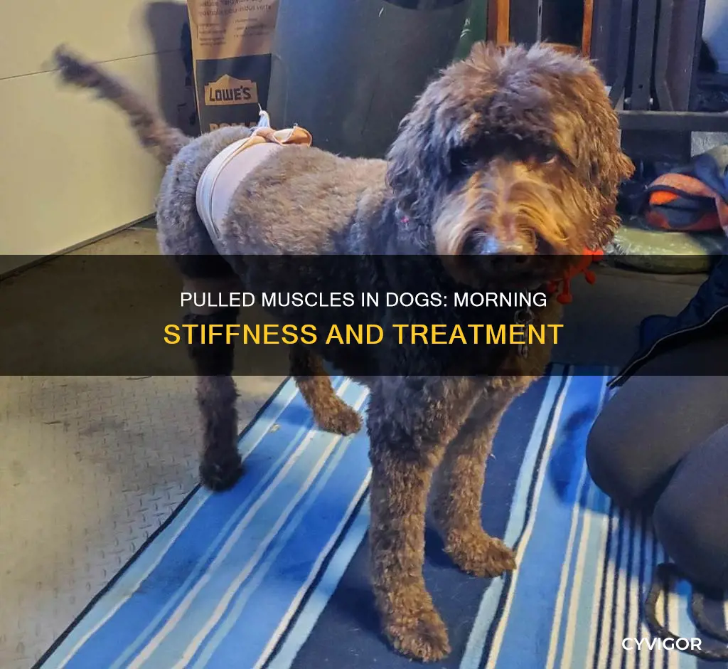 does pulled muscle cause stiffness in am dogs
