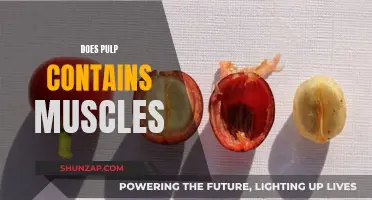 The Truth About Pulp: Muscle or Not?