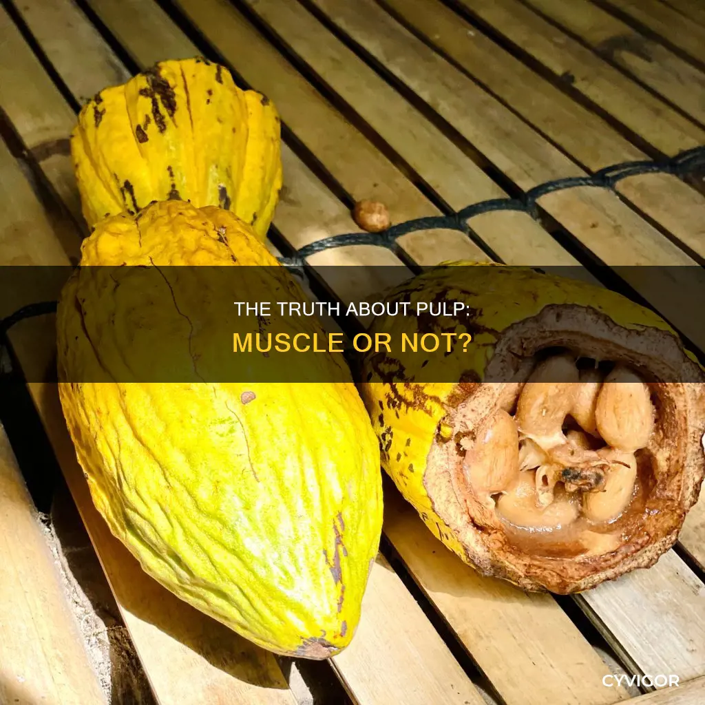 does pulp contains muscles
