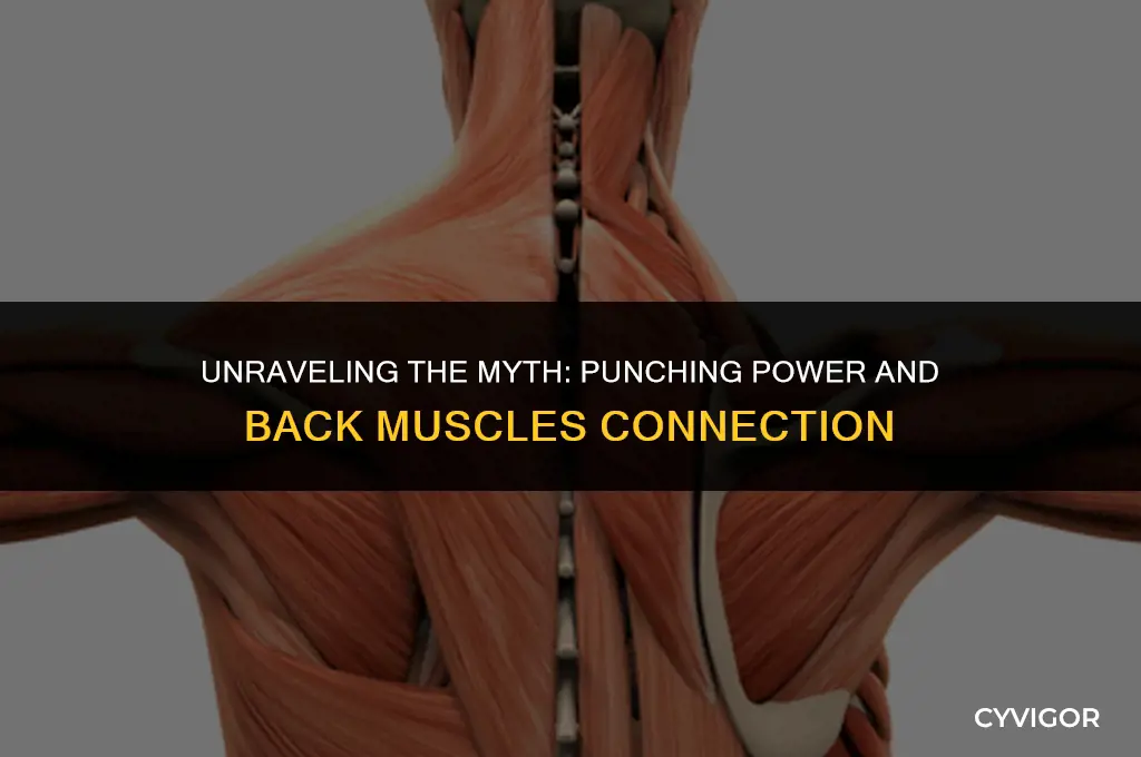 does punching come from the back muscles