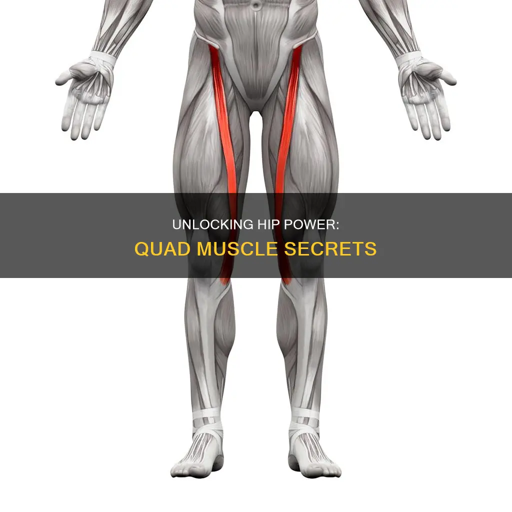 does quad muscle hip
