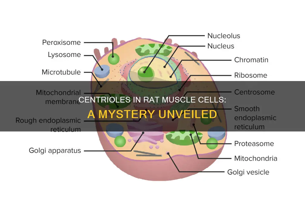 does rat muscle cellcontain centrioles