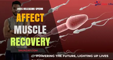 Exploring the Impact of Ejaculation on Post-Workout Muscle Recovery