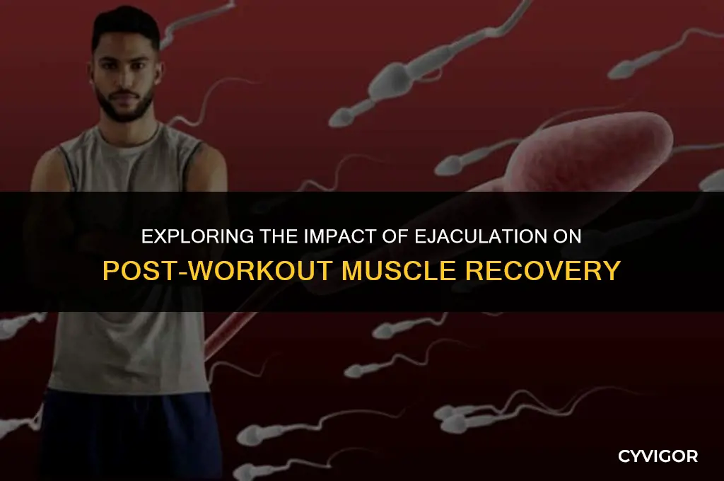 does releasing sperm affect muscle recovery