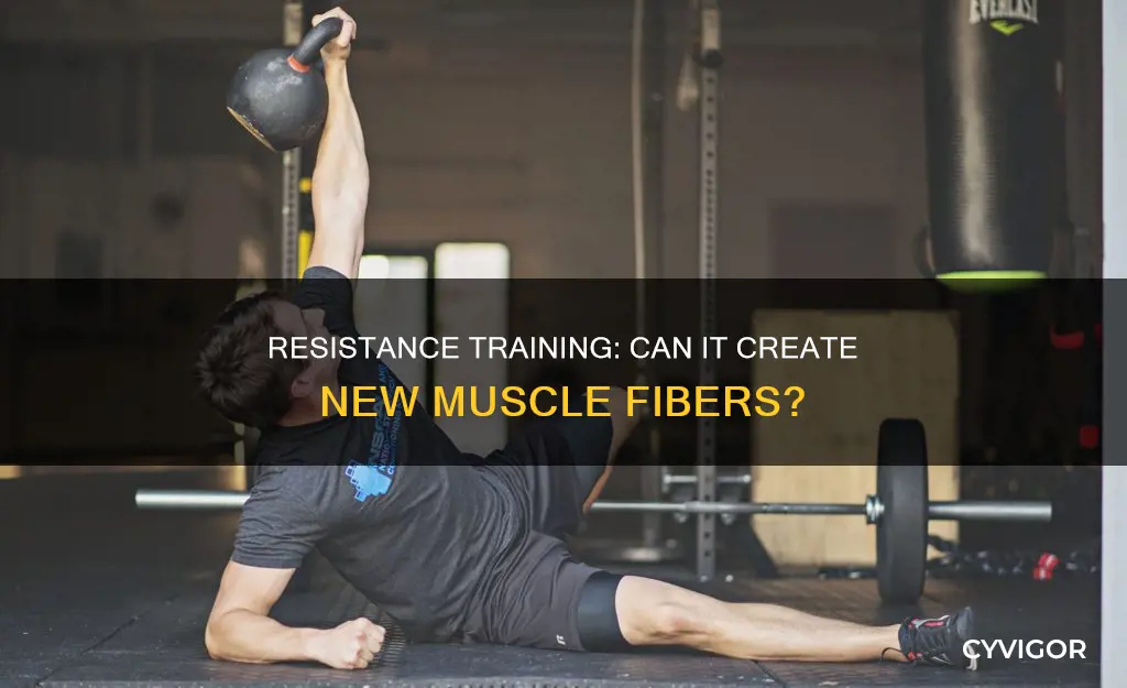 does resistance training cause new muscle fibers