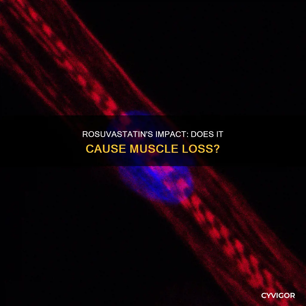 does rosuvastatin cause muscle loss